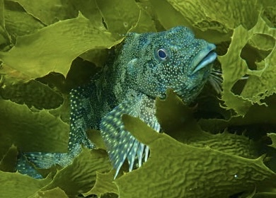 Bay of Islands Snorkelling trips