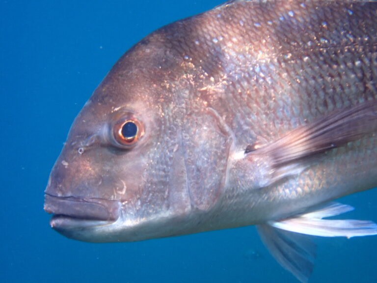 Bay of Islands Snorkelling trips
