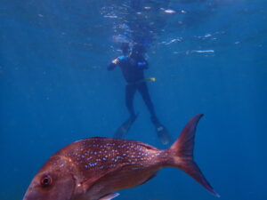 Underwater photoghraphers dream