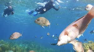 Bay Of Islands Snorkelling Ltd place picture
