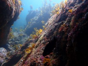 Snorkelling Scenery